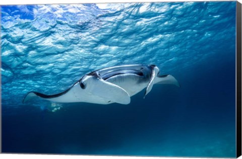 Framed Manta Ray 2 Print