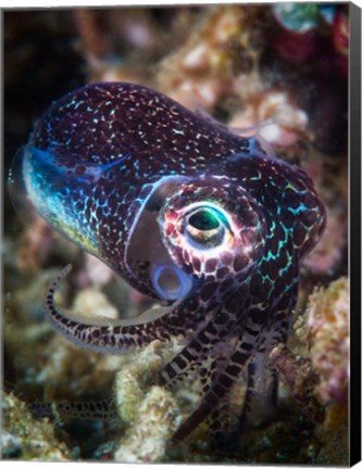 Framed Baby Cuttlefish Print