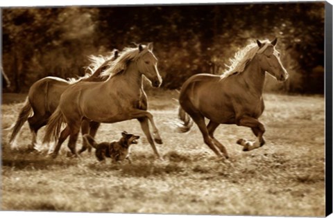 Framed Paso Horses Print