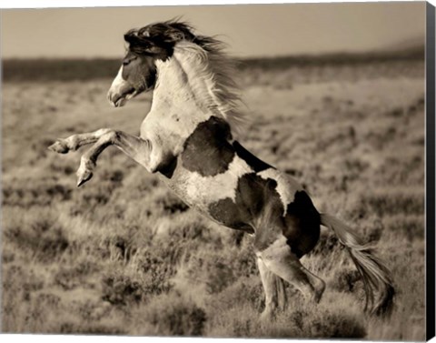 Framed Wild Painted Pony Print