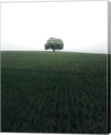 Framed Lonely Oak Tree Print