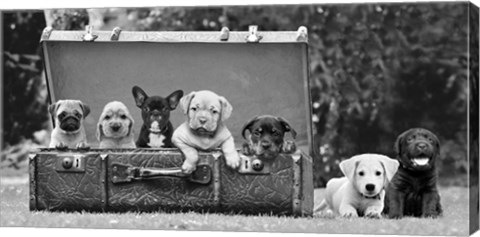 Framed Dog Pups in a Suitcase Print