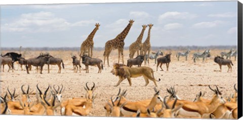 Framed Sovereign Passing By (Masai Mara) Print