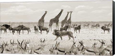 Framed Sovereign Passing By (Masai Mara, BW) Print