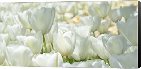 Framed Field of White Tulips Print