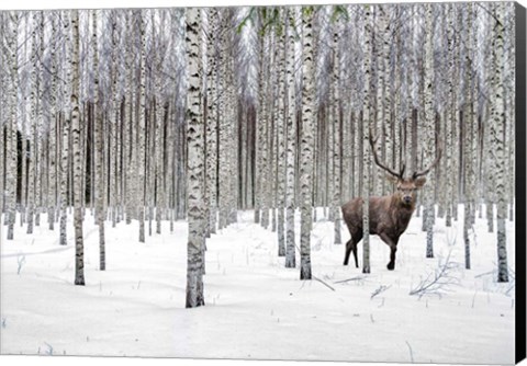 Framed Stag in Birch Forest, Norway Print