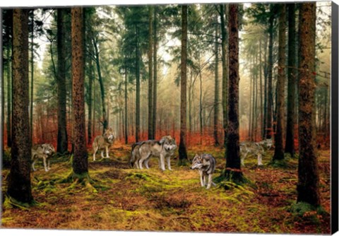 Framed Pack of Wolves in the Woods Print