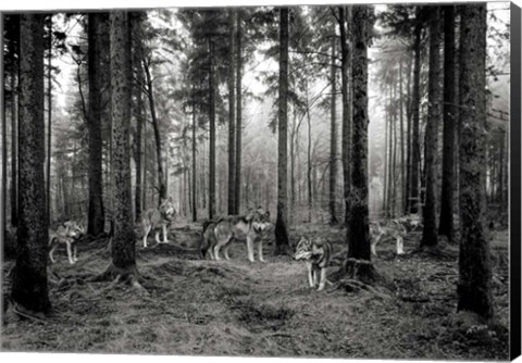 Framed Pack of Wolves in the Woods (BW) Print