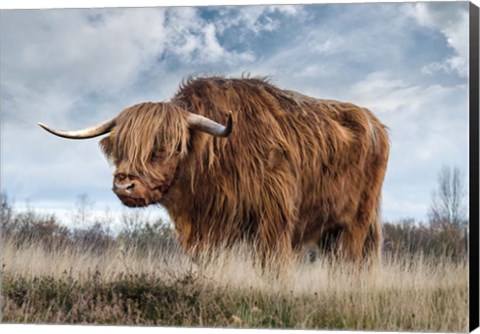 Framed Scottish Highland Bull Print