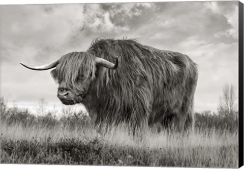 Framed Scottish Highland Bull (BW) Print