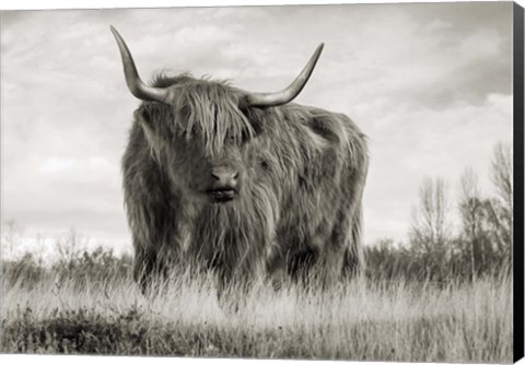 Framed Scottish Highland Cattle (BW) Print