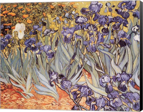 Framed Irises in the Garden, Saint-Remy, c.1889 Print