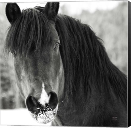 Framed Winter Horse II Print