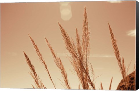 Framed Lakeside Grasses VI Print