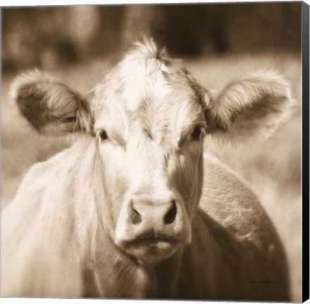 Framed Pasture Cow Sepia Sq Print