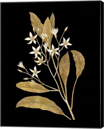 Framed Gold Botanical V on Black Print
