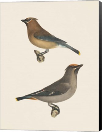 Framed Cedar Waxwings Bright Print