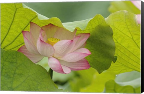 Framed Lotus Flower Print