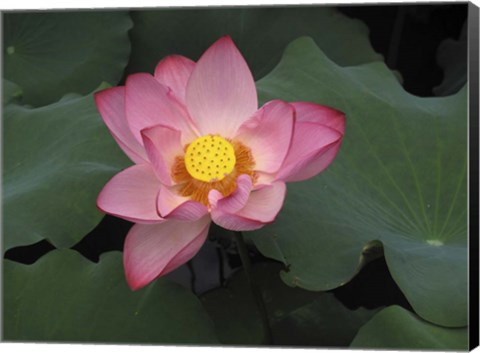 Framed Pink Lotus In Bloom Print