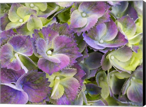 Framed Close-Up Of A Lacecap Hydrangea Print