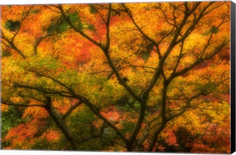 Framed Maple Tree In Autumn Print