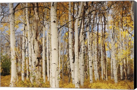 Framed Aspens With Autumn Foliage, Kaibab National Forest, Arizona Print