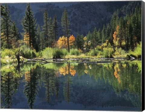 Framed Autumn Colors Of Aspen Trees Reflecting In A Beaver Pond Print