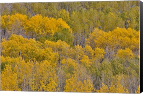 Framed Fall Aspens Print