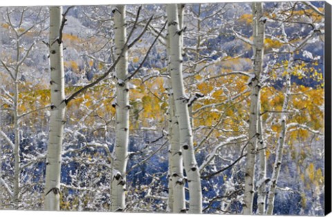 Framed Rocky Mountains Aspen Grove Autumn Snows, Keebler Pass, Colorado Print