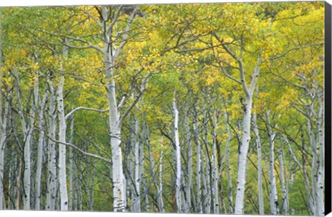 Framed Autumn Aspens In Mcclure Pass In Colorado Print