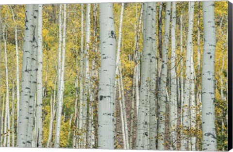 Framed Aspen Trunks Near Castle Creek Print