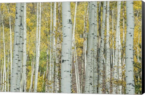 Framed Aspen Trunks Near Castle Creek Print