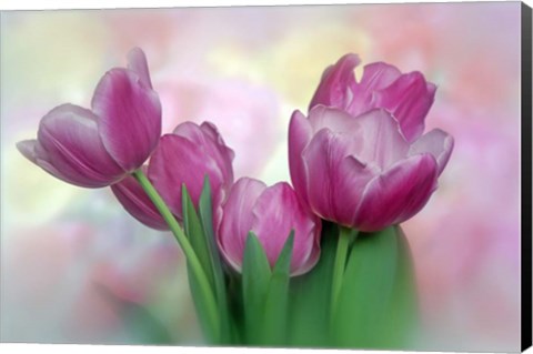 Framed Pastel Pink Blooming Tulips Print