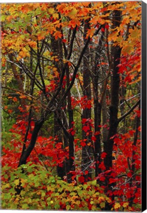 Framed Autumn Foliage At Acadia National Park, Maine Print
