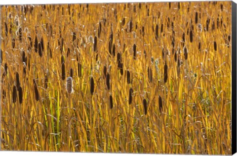 Framed Cattails In Field Print