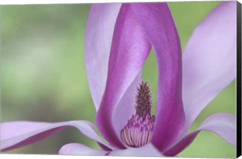 Framed Close-Up Of Magnolia Blossom Print