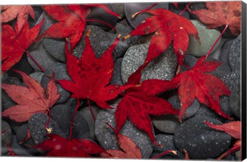 Framed Japanese Maple Leaves On River Rocks Print