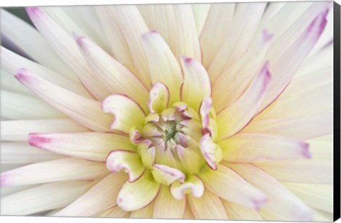 Framed Dahlia Close-Up Print