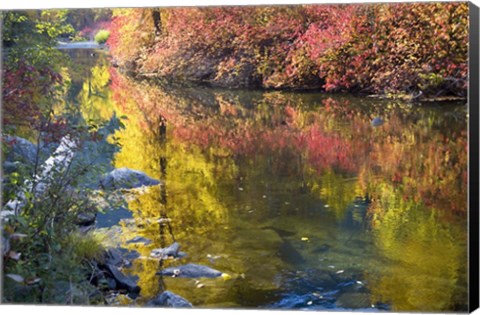 Framed Deep Fall Colors, Wenatchee River, Washington State Print