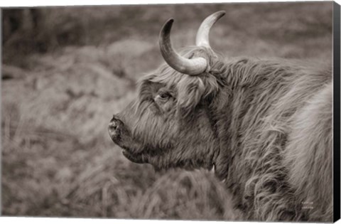 Framed Highland Cow on Watch Print