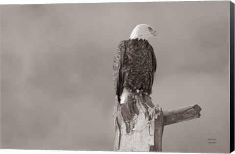 Framed Eagle Perch Print