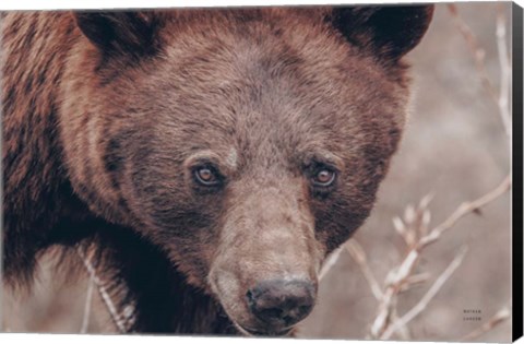 Framed Bear Portrait Print