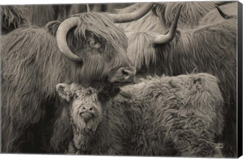 Framed Highland Cow Under Cover Neutral Print