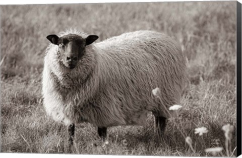 Framed Sepia Sheep Print