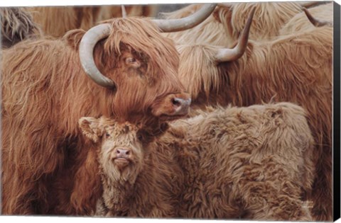 Framed Highland Cow Under Cover Print