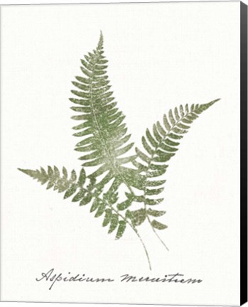 Framed Vintage Ferns X no Border White Print