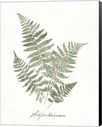 Framed Vintage Ferns IX no Border White Print