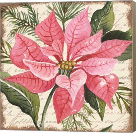 Framed Pink Poinsettia Botanical Print