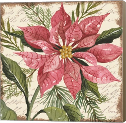 Framed Mauve Poinsettia Botanical Print