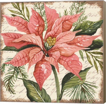 Framed Peach Poinsettia Botanical Print